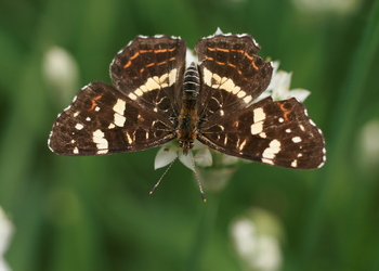 Landkärtchen (Araschnia levana) - © Emanuel Trummer